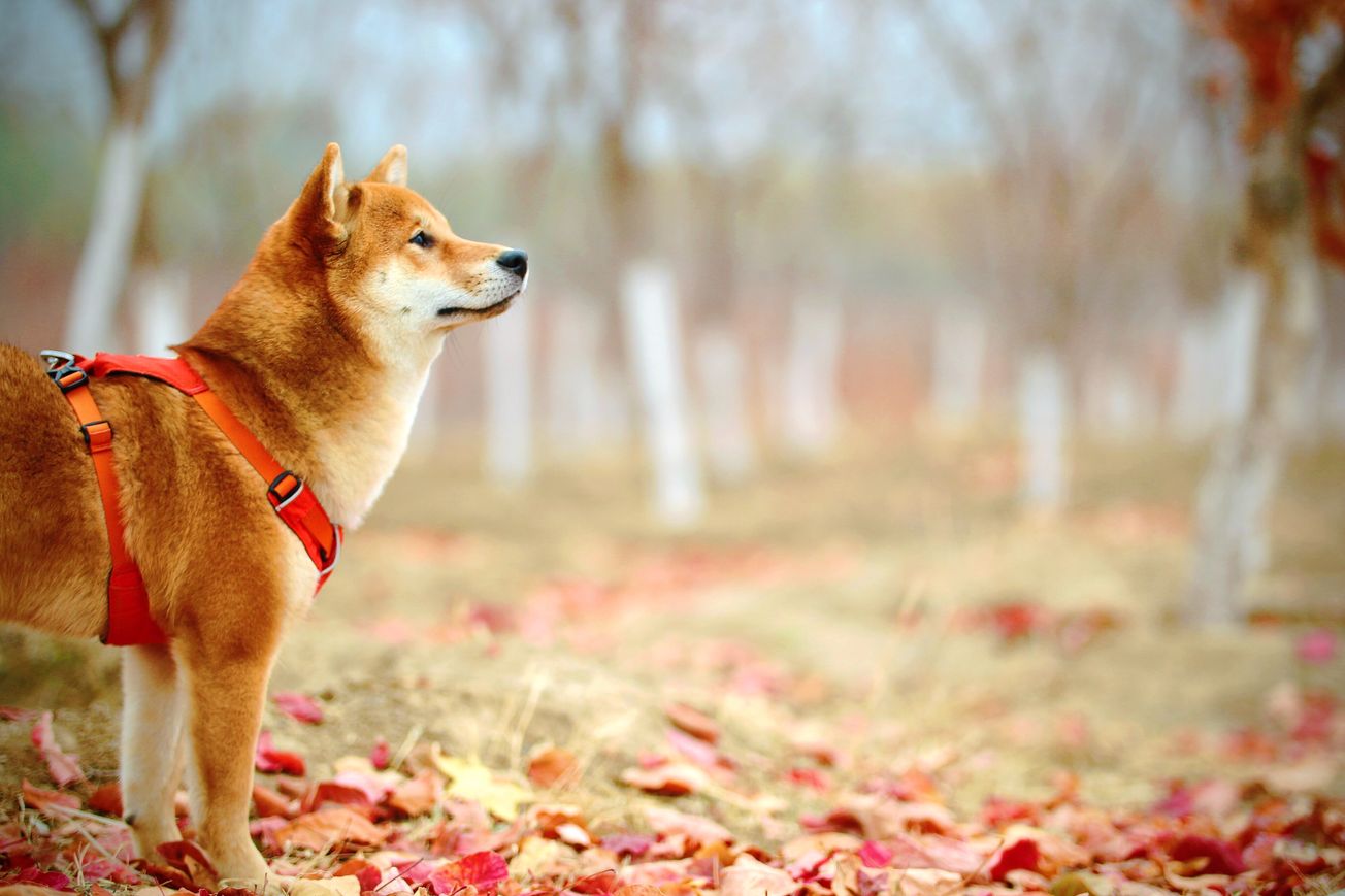 Shiba Inu Bites Back 100% at Dogecoin – Here's Why